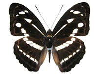 Athyma kanwa phorkys ♂ Up. Athyma kanwa phorkys ♂ Up.