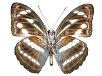 Athyma kanwa phorkys ♂ Un. Athyma kanwa phorkys ♂ Un.