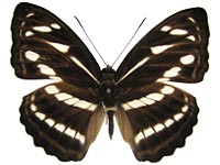 Athyma kanwa phorkys ♀ Up. Athyma kanwa phorkys ♀ Up.
