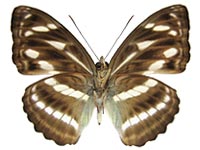 Athyma kanwa phorkys ♀ Un. Athyma kanwa phorkys ♀ Un.