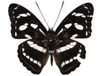 Athyma clerica clerica ♂ Up.