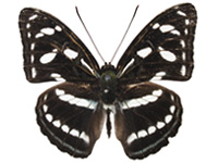 Athyma clerica clerica ♂ Up.
