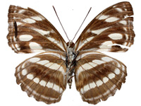 Tacola larymna siamensis ♀ Un.