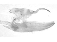 Tanaecia palguna consanguinea ♂ genitalia