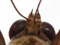 Tanaecia palguna consanguinea ♂