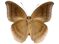 Cynitia lepidea phuquoca ♂ Un.