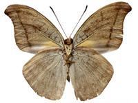 Cynitia cocytus ambrysus ♂ Un.