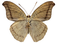 Cynitia cocytus ambrysus ♂ Un.