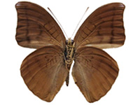 Cynitia telchinia xamneuaensis ♂ Un.
