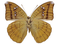 Cynitia telchinia xamneuaensis ♀ Un.