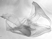 Euthalia anosia anosia ♂ genitalia Euthalia anosia anosia ♂ genitalia