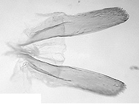 Euthalia anosia anosia ♂ genitalia Euthalia anosia anosia ♂ genitalia