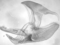 Euthalia saitaphernes saitaphernes ♂ genitalia