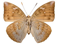 Euthalia merta ssp. ♀ Un.
