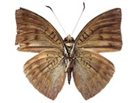 Euthalia mahadeva zichrina ♂ Un.