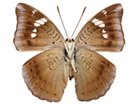 Euthalia aconthea garuda ♀ Un.