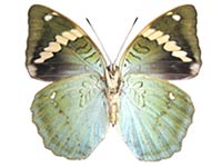 Euthalia tsuchiyai ♀ Un.
