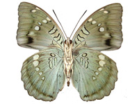 Euthalia linpingensis ♂ Un.
