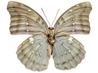 Euthalia dunya dunya ♀ Un.