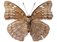 Euthalia teuta affinis ♀ Un.