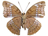 Euthalia teuta affinis ♀ Un.