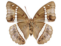 Euthalia monilis ♀ Un.