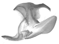 Euthalia monilis ♂ genitalia
