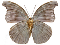 Euthalia evelina vallona ♀ Un.