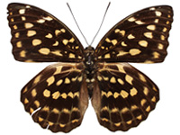 Lexias dirtea ssp. ♀ Up. Lexias dirtea ssp. ♀ Up.