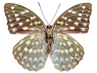 Lexias dirtea ssp. ♀ Un. Lexias dirtea ssp. ♀ Un.