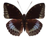 Lexias pardalis jadeitina ♂ Up. Lexias pardalis jadeitina ♂ Up.