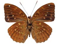 Lexias pardalis jadeitina ♂ Un. Lexias pardalis jadeitina ♂ Un.