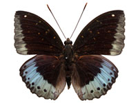 Lexias pardalis jadeitina ♂ Up. Lexias pardalis jadeitina ♂ Up.