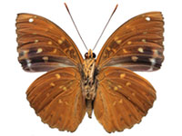Lexias pardalis jadeitina ♂ Un. Lexias pardalis jadeitina ♂ Un.