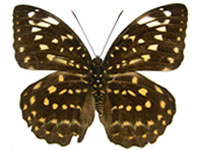 Lexias pardalis jadeitina ♂ Up. Lexias pardalis jadeitina ♀ Up.