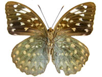 Lexias pardalis jadeitina ♂ Un. Lexias pardalis jadeitina ♀ Un.