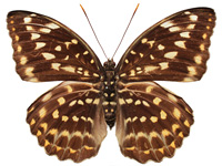 Lexias pardalis jadeitina ♀ Up. Lexias pardalis jadeitina ♀ Up.