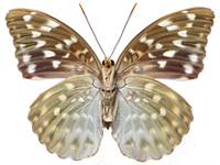 Lexias pardalis jadeitina ♀ Un. Lexias pardalis jadeitina ♀ Un.
