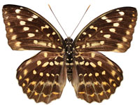 Lexias pardalis jadeitina ♀ Up. Lexias pardalis jadeitina ♀ Up.
