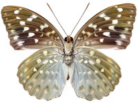 Lexias pardalis jadeitina ♀ Un. Lexias pardalis jadeitina ♀ Un.