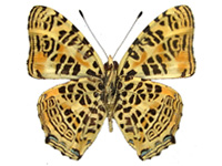 Symbrenthia leoparda ♂ Un.