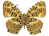 Symbrenthia leoparda ♀ Un.